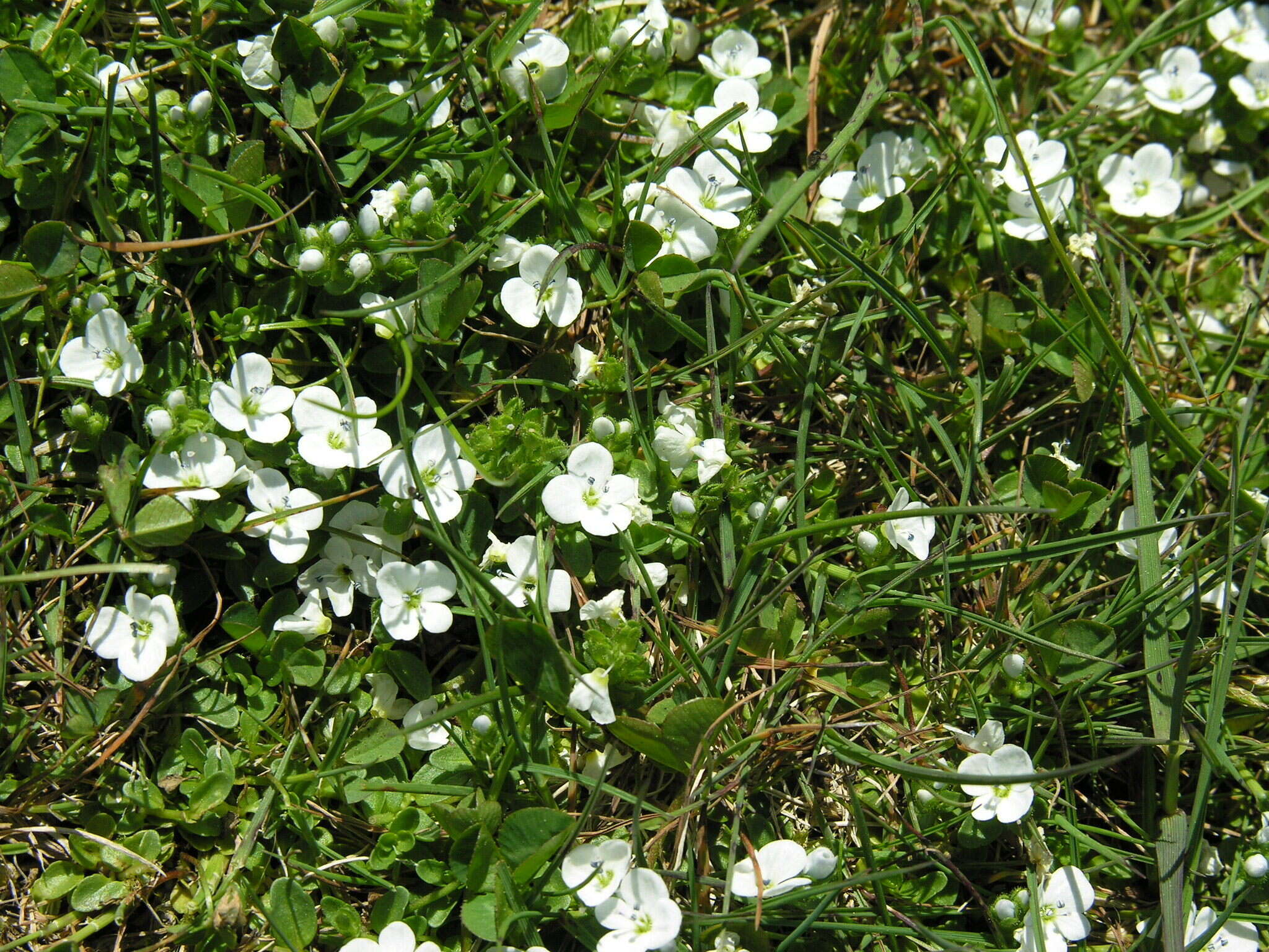 Слика од Veronica repens Clarion ex DC.