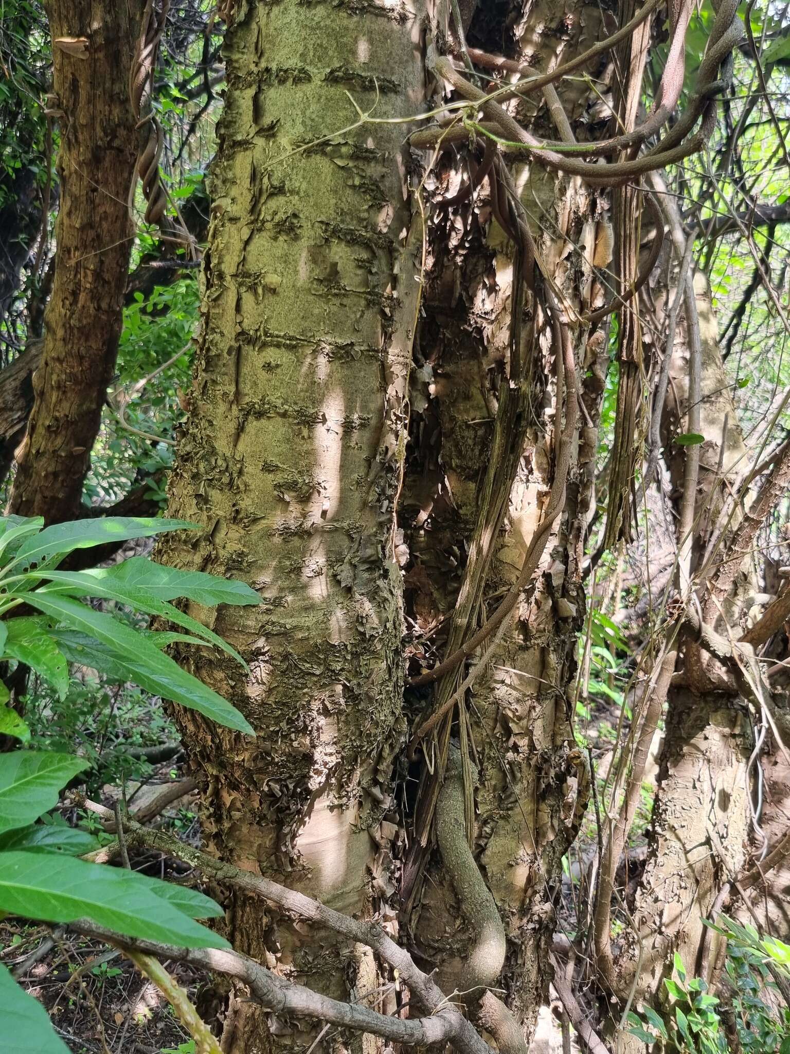 Heteromorpha arborescens var. abyssinica (Hochst. ex Rich.) H. Wolff的圖片