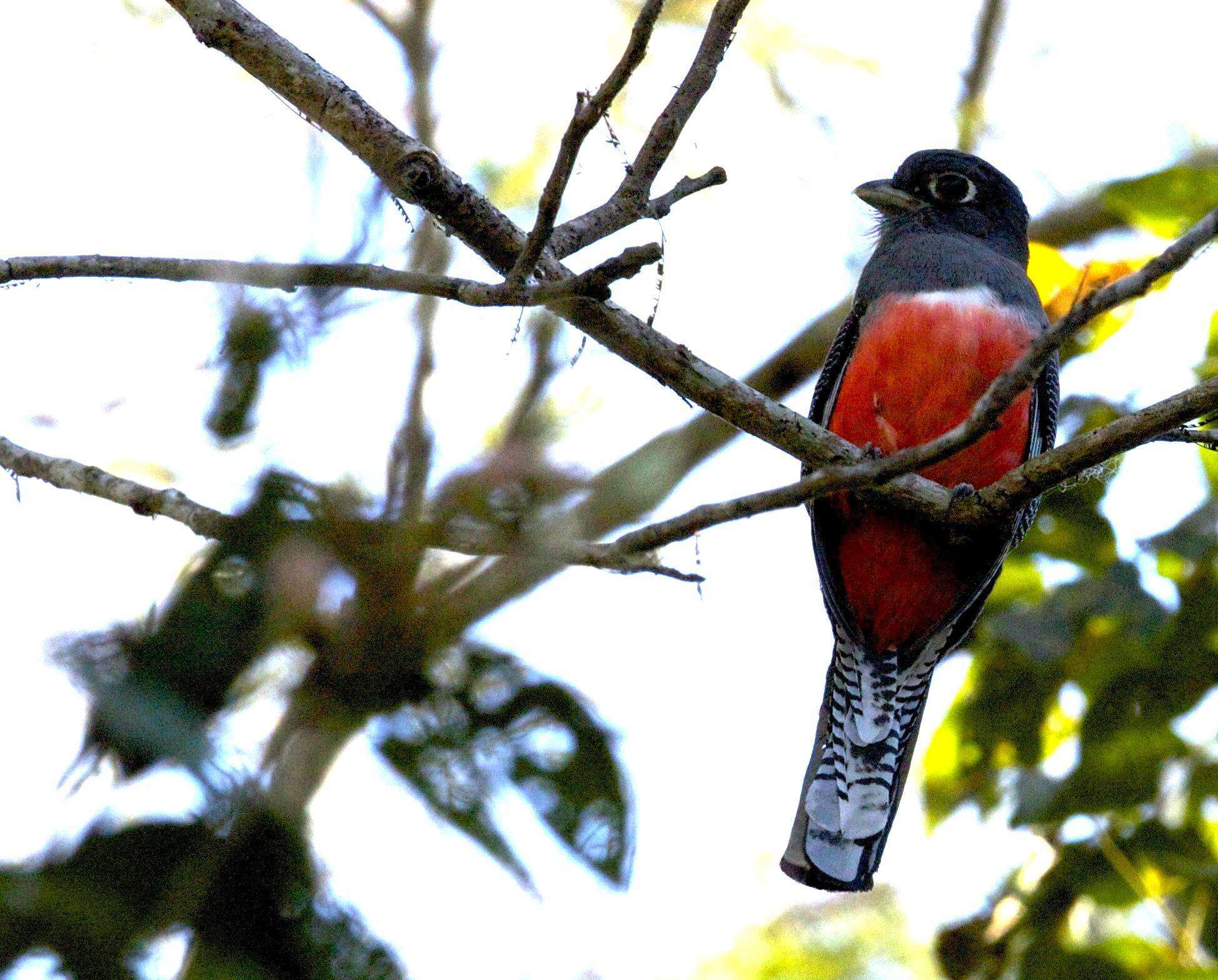 Image of Blue-crowned Trogon