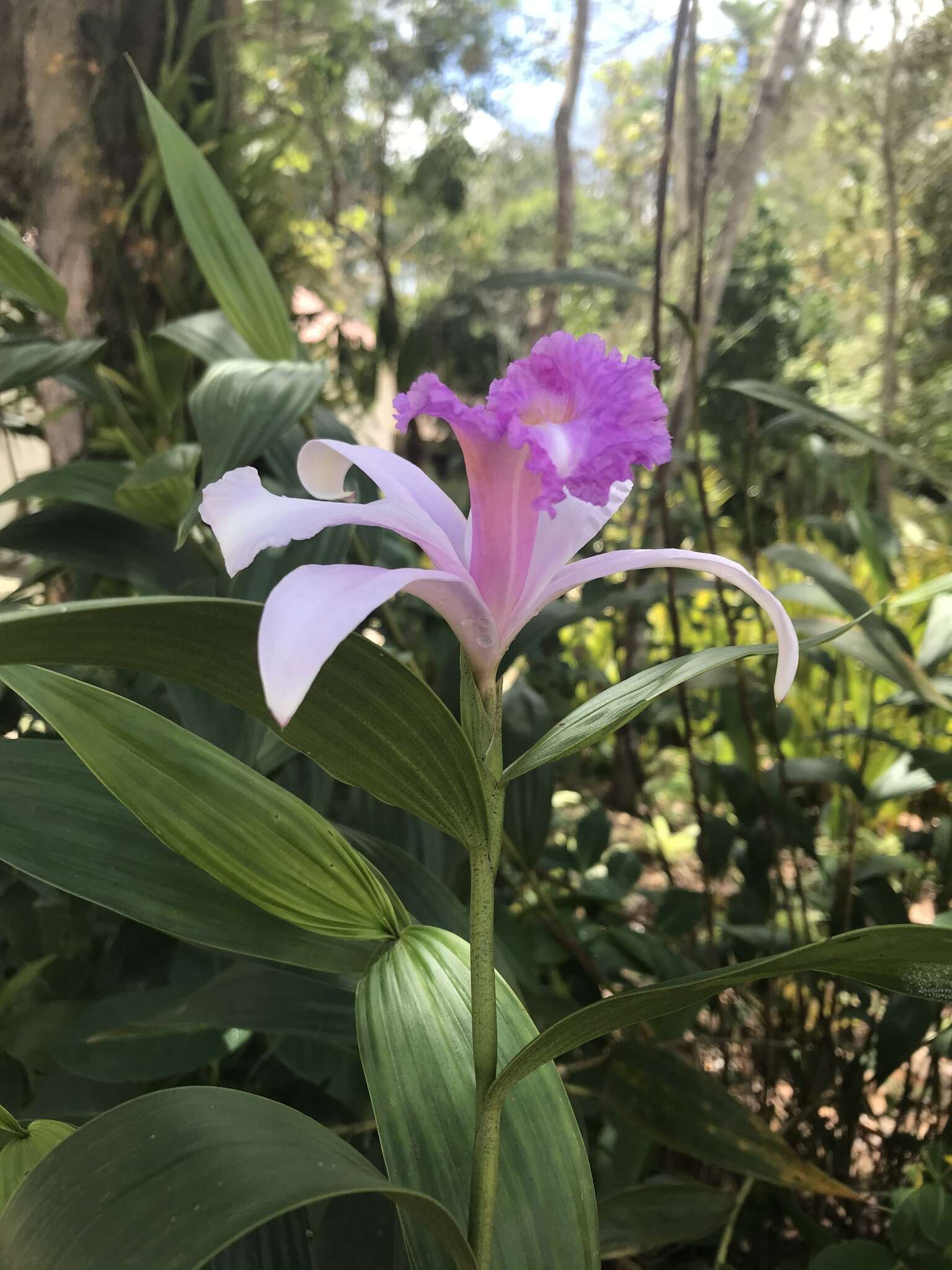 Image of Sobralia cardosoi Campacci & J. B. F. Silva