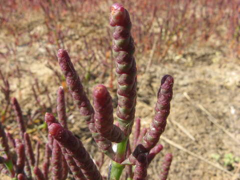 Слика од Salicornia perennans Willd.