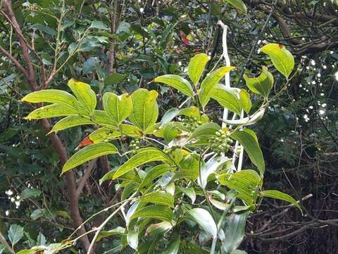 Image de Smilax lanceifolia Roxb.