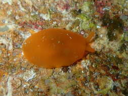 Image of peach seaslug