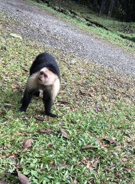 Image of white-faced capuchin