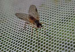 Image of Small Fleck-winged Snipe Fly