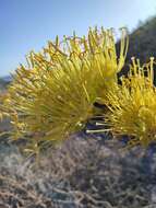 Image of Agave sobria subsp. roseana (Trel.) Gentry