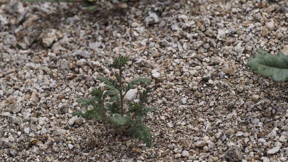 Phacelia affinis A. Gray的圖片