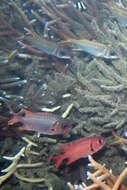 Image of Blackfin Squirrelfish