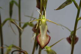 Image of Slipper orchid