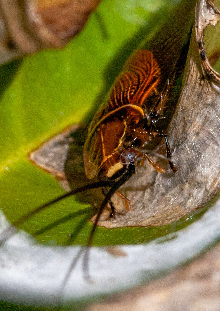 Image de Ellipsidion humerale (Tepper 1893)