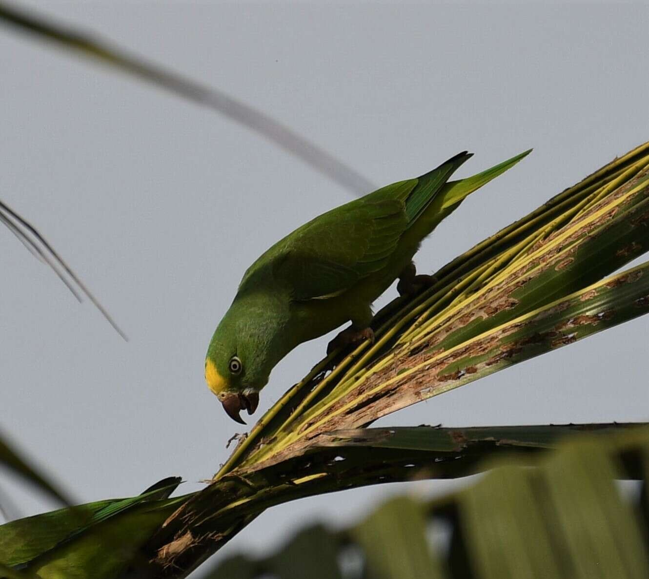 Image of Tui Parakeet