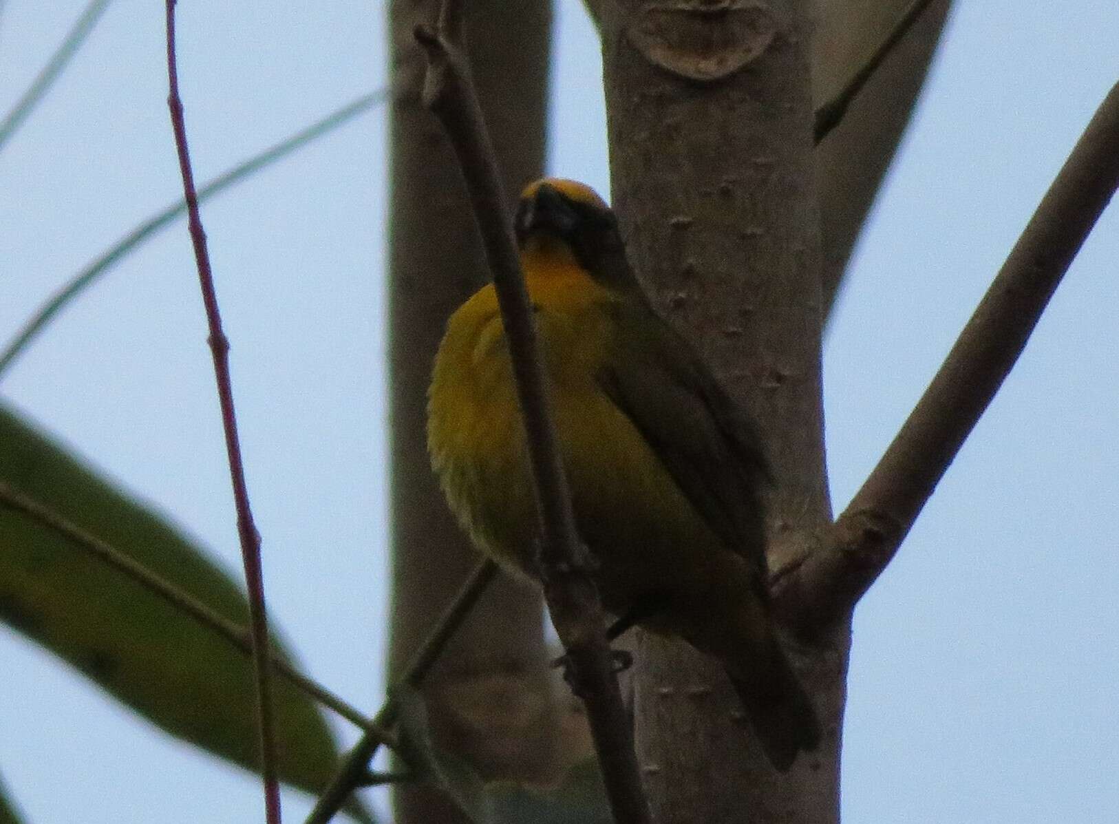 Image of Bronze-green Euphonia