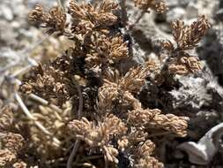 Image of pygmy sagebrush