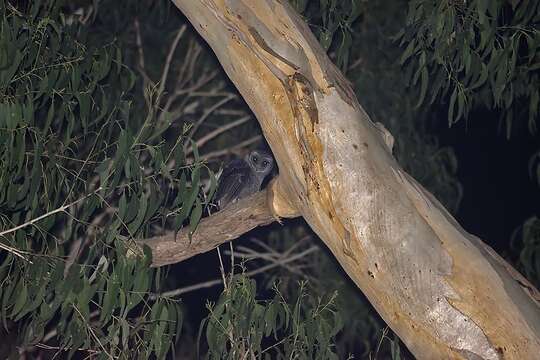 Tyto tenebricosa tenebricosa (Gould 1845) resmi