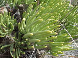 Tylecodon wallichii (Harv.) H. Tölken resmi