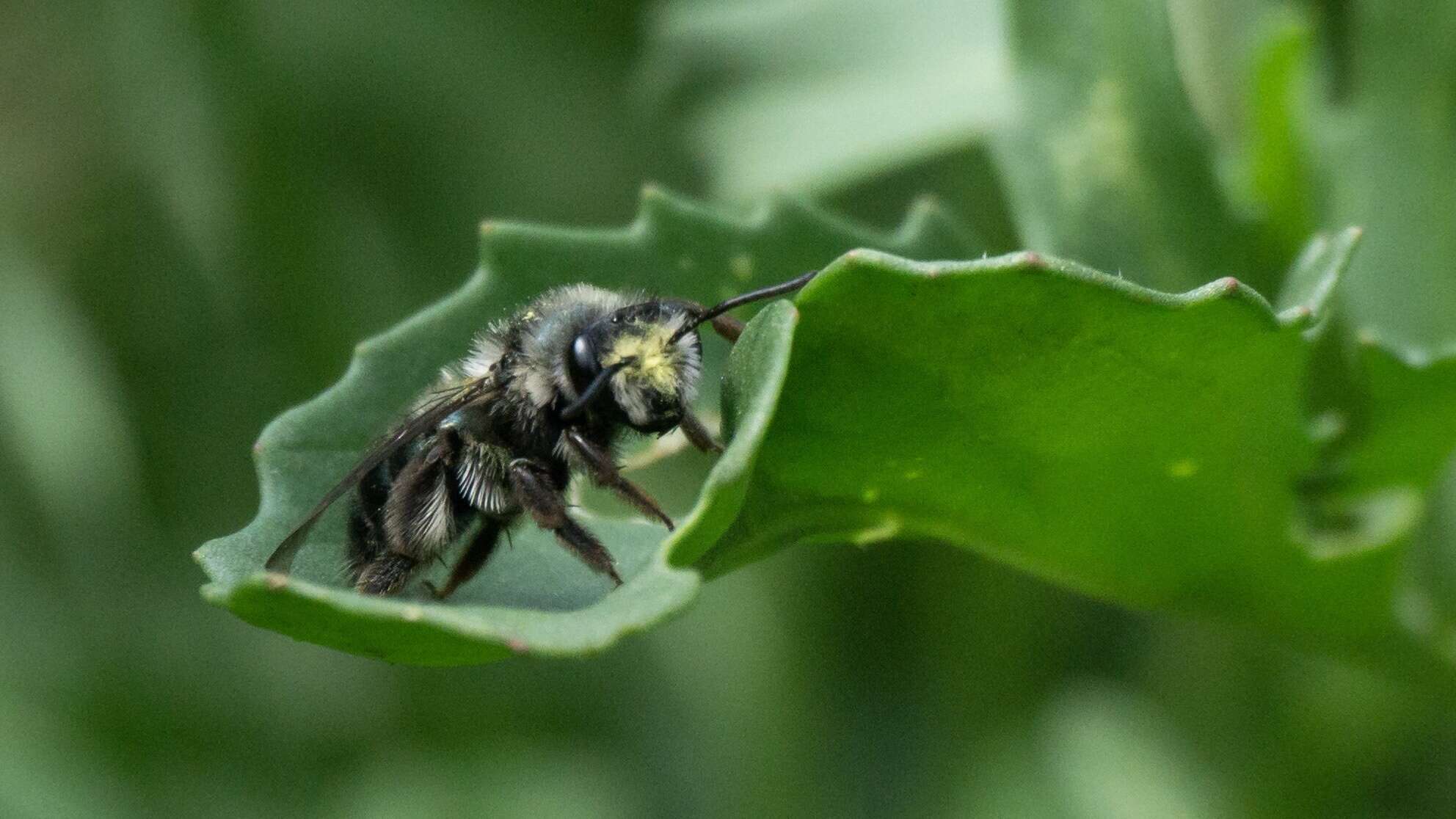 Image de Andrena cerasifolii Cockerell 1896