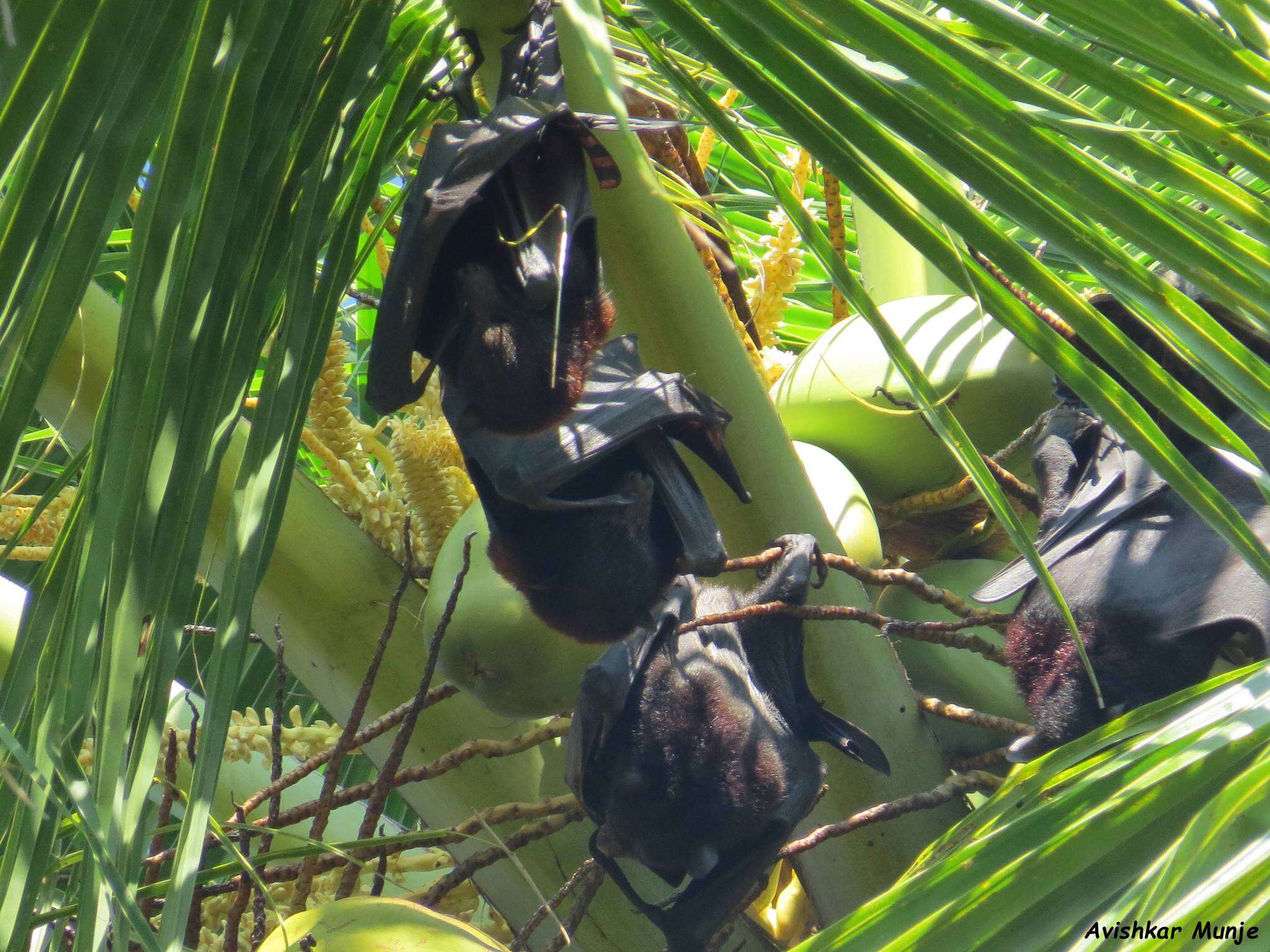 Image of Black-eared Flying Fox