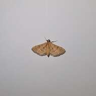 Image of Bean-leaf Webworm Moth