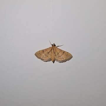 Image of Bean-leaf Webworm Moth