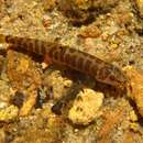 Image of Banded mountain loach