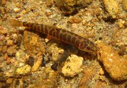 Image of Banded mountain loach