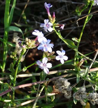 Image of Plumbago europaea L.