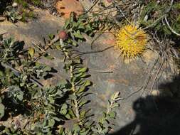 Image de Leucospermum profugum Rourke