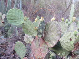 Sivun Opuntia tehuacana S. Arias & U. Guzmán kuva