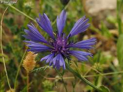 Image of Centaurea cyanoides Berggren & Wahlenb.