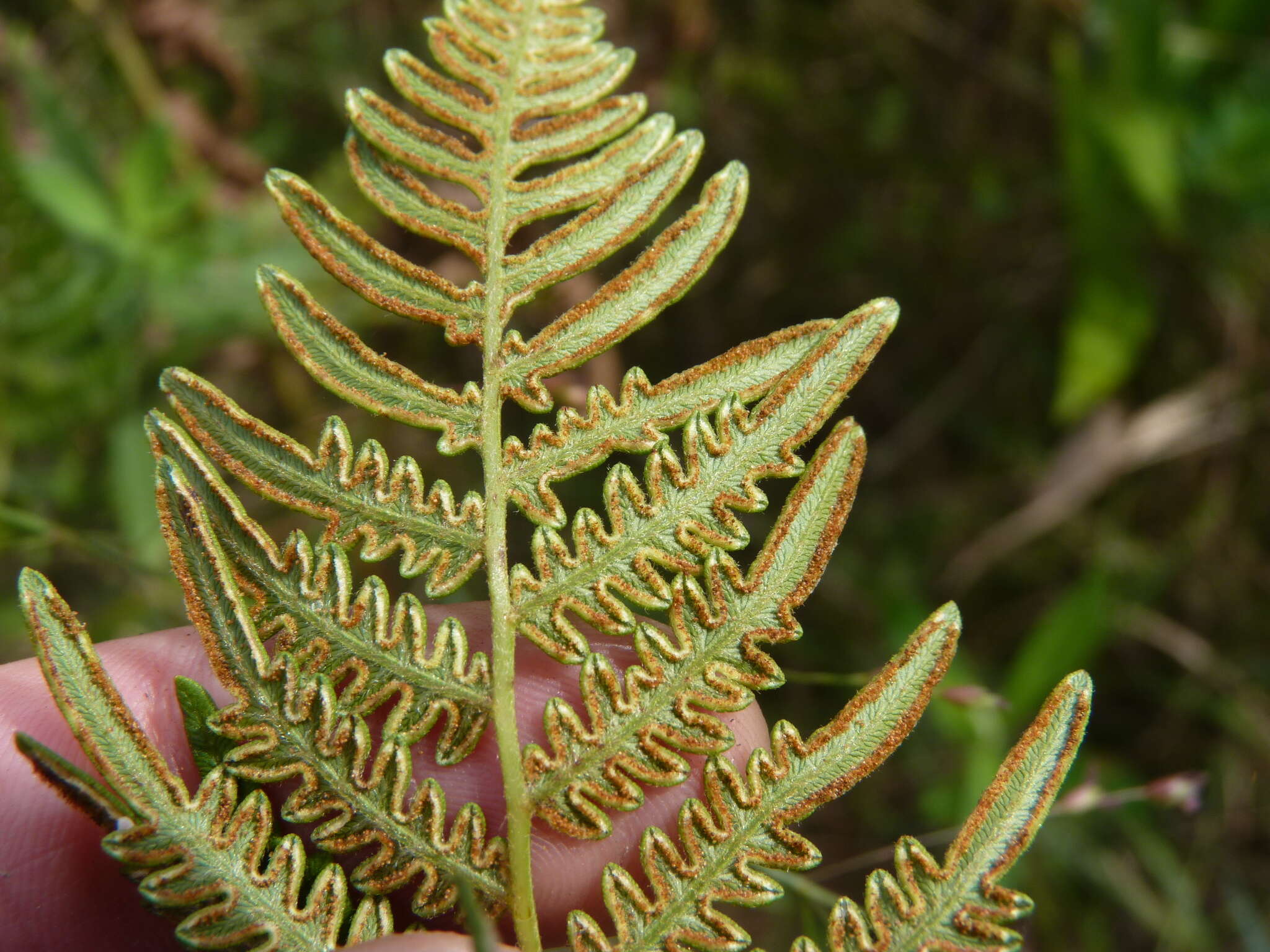 صورة Pteridium latiusculum (Desv.) Hieron. ex Fries