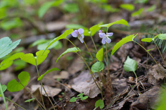 Image of Selkirk's violet