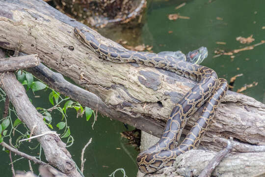 Image of Burmese python