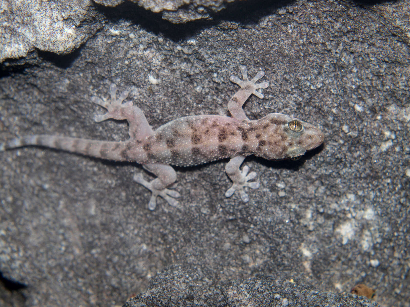 Image of Warty Thick-toed Gecko