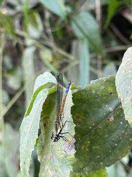 Image of Chlorocypha curta (Hagen ex Selys 1853)