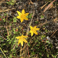 Sivun Triteleia ixioides (Dryand. ex W. T. Aiton) Greene kuva