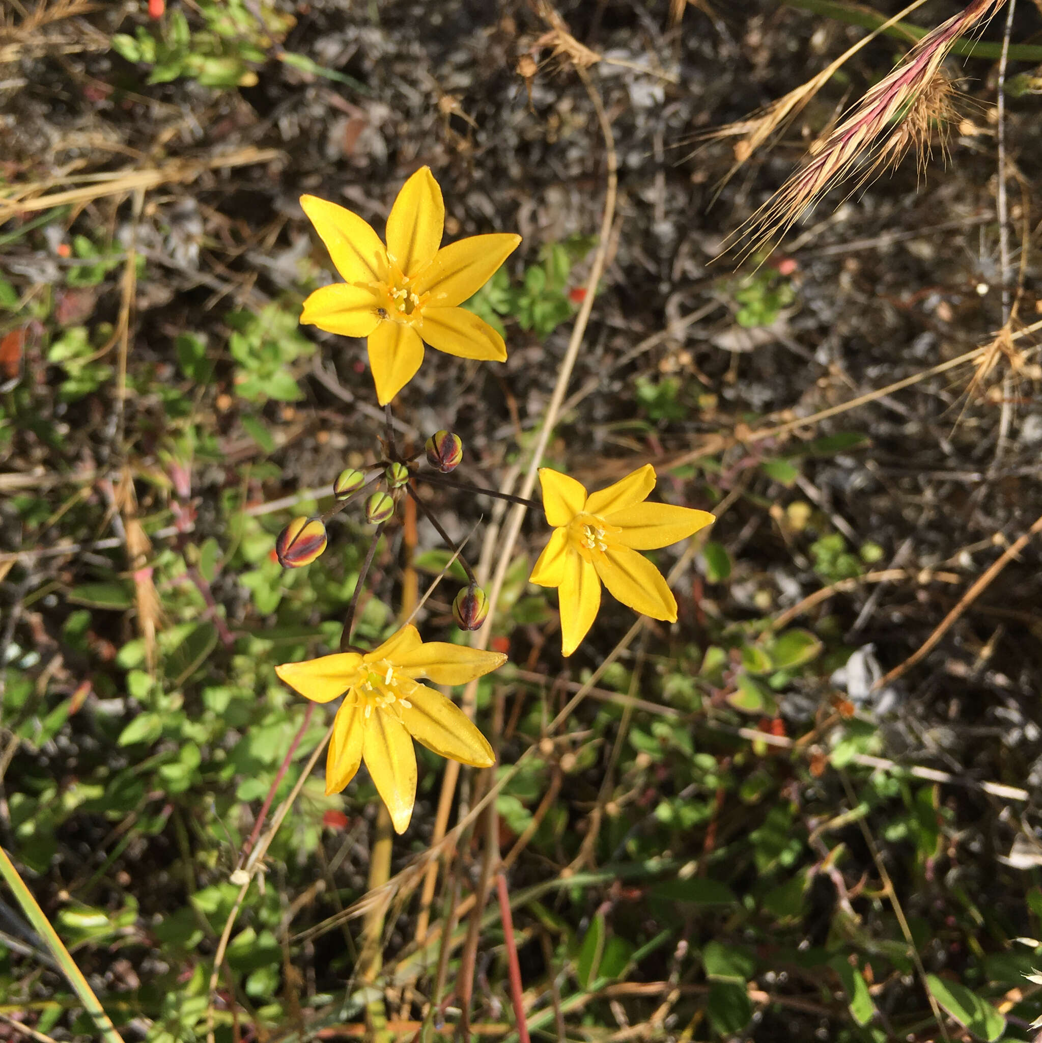 Sivun Triteleia ixioides (Dryand. ex W. T. Aiton) Greene kuva