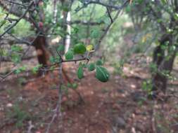 Plancia ëd Commiphora berryi (Arn.) Engl.