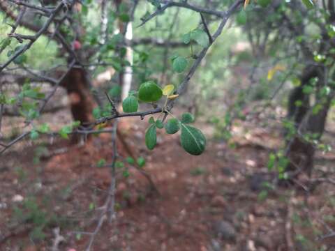 Imagem de Commiphora berryi (Arn.) Engl.