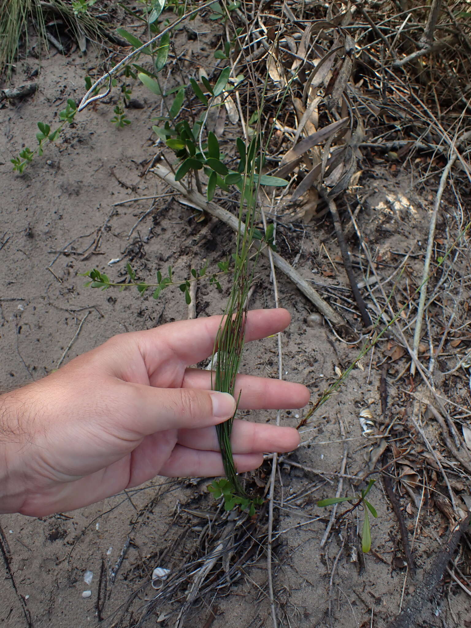 Image of Elegia microcarpa (Kunth) Moline & H. P. Linder