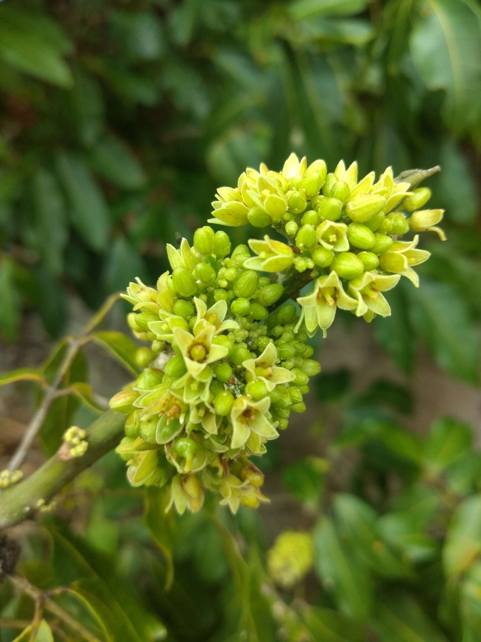 Plancia ëd Protium heptaphyllum (Aubl.) March.