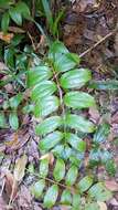 Image of Ripogonum album R. Br.