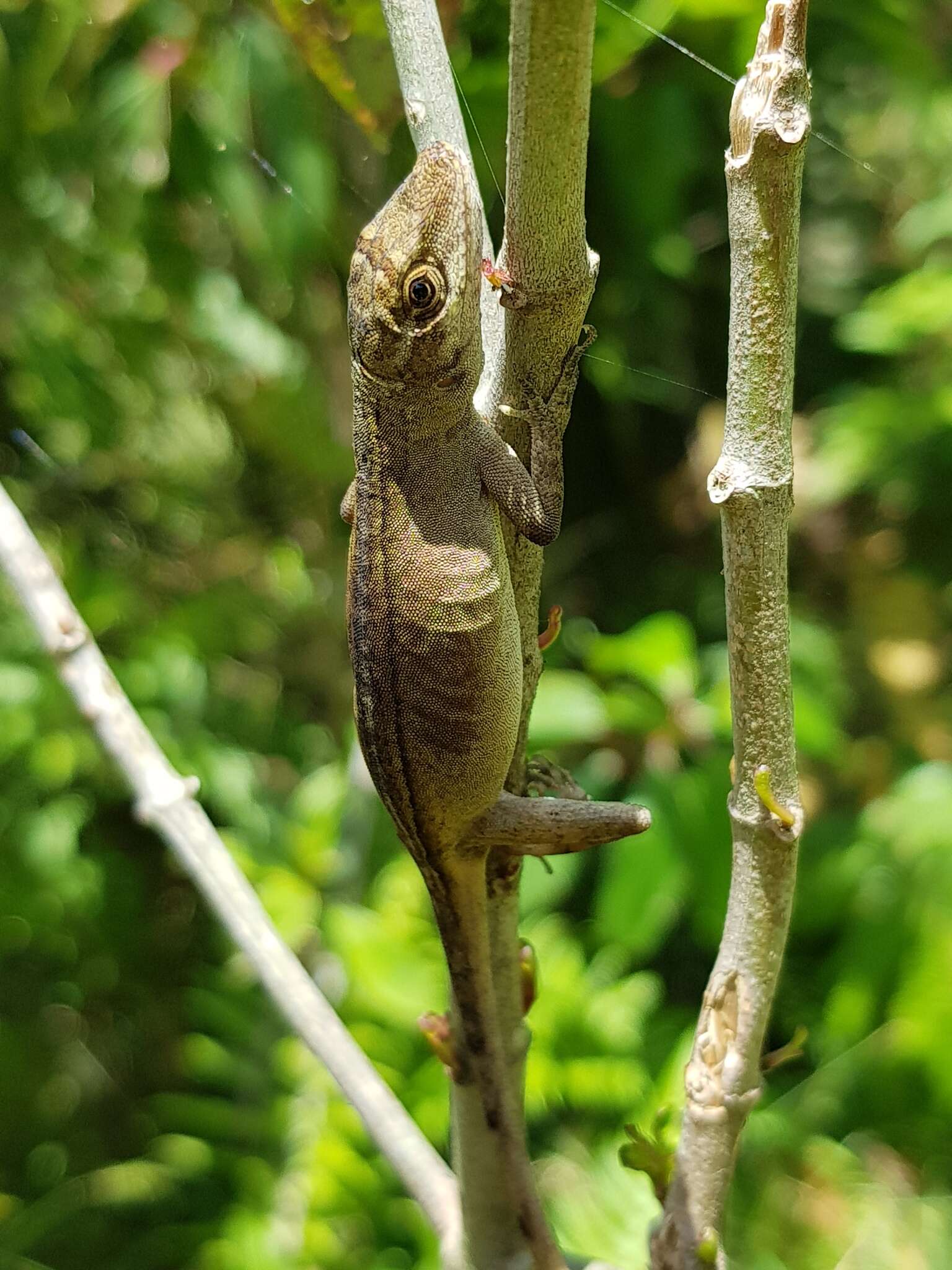 Image of Blemished Anole