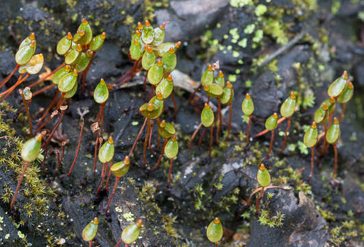 Image of buxbaumia moss