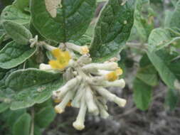 Image of Buddleja fusca Baker