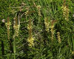 Image of Plantago maritima subsp. serpentina (All.) Arcangeli