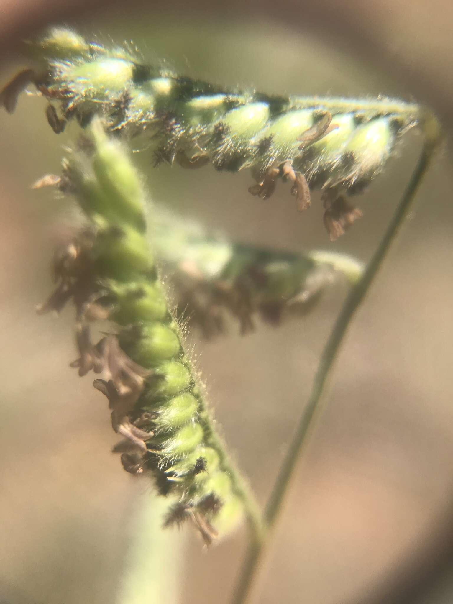 Image of Black-footed signal grass