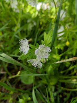 Image of fringed phacelia