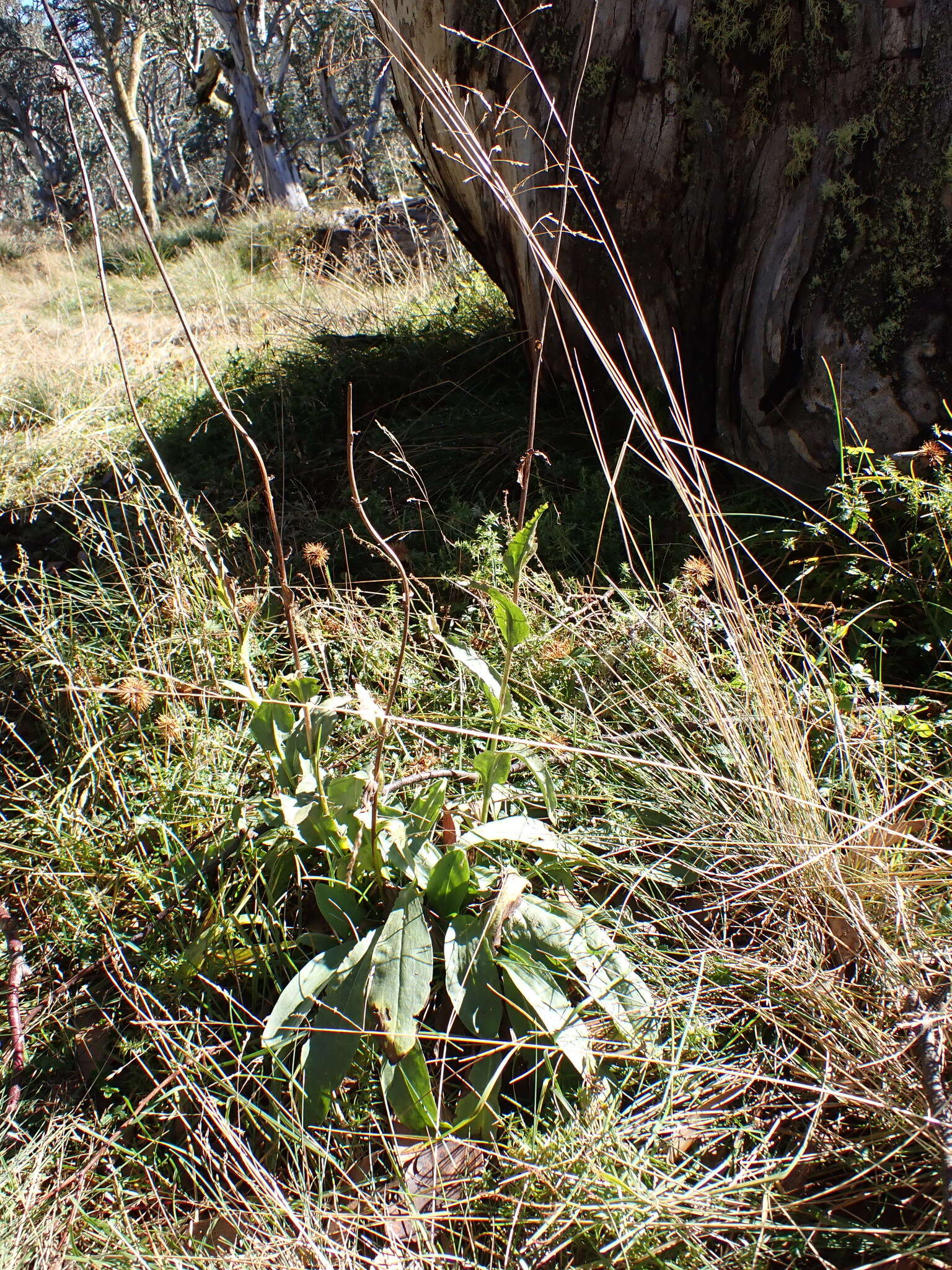 Image of Craspedia sylvestris J. Everett ex N. G. Walsh