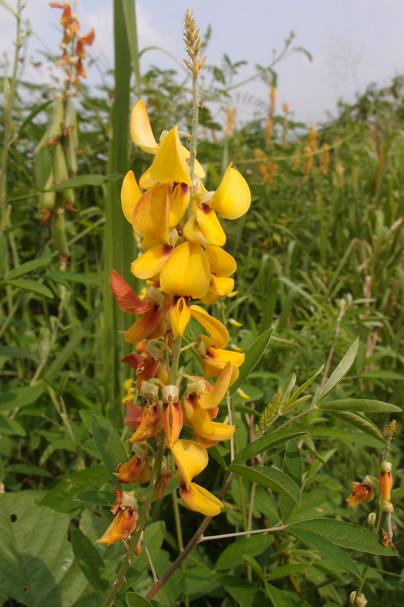 Image of West Indian rattlebox