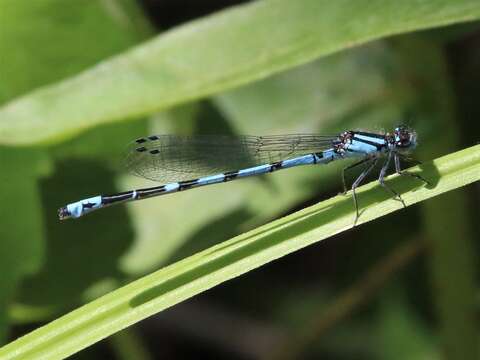 Image of New England Bluet